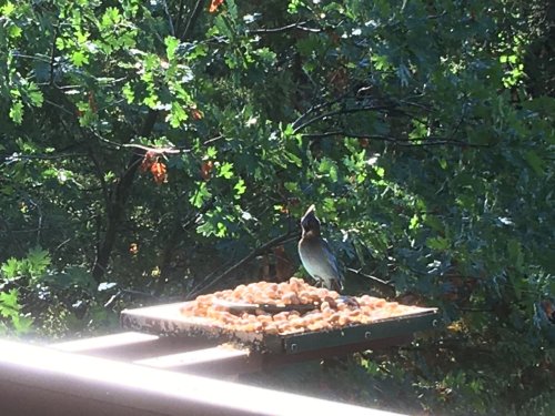 blue jay and peanuts